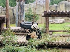 -上海野生动物园
