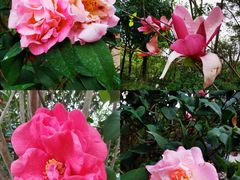 -深圳国际园林花卉博览园
