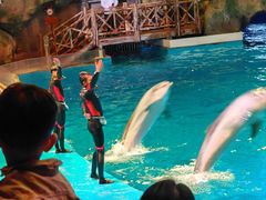 -芜湖新华联大白鲸海洋公园