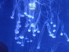 -青岛海底世界-水族馆
