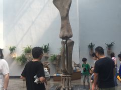 -自贡恐龙博物馆