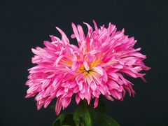 -北京植物园-展览温室