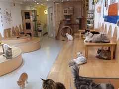 -小小班私人影院·猫咖(万达茂广场店)