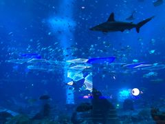 -亚特兰蒂斯•OSSIANO奥西亚诺海底餐厅
