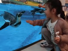 -帝企鹅自助餐厅•儿童岛•真企鹅(长隆企鹅酒店)