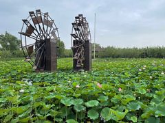 -泗洪洪泽湖湿地景区