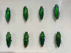 -上海昆虫博物馆