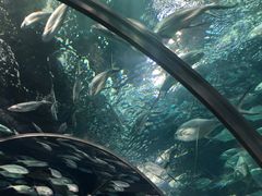 -上海海洋水族馆