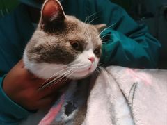 -爱牧宠物医院·猫专科·骨科·内窥镜(甪直店)