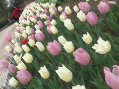 -杭州湾海上花田景区