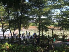 -大湾区中央湿地公园