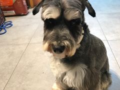 -帕帕拉兹宠物(亚洲旗舰店)