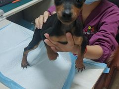 -A猫a狗全科·犬猫异宠·芥西宠物医院(南开总院)