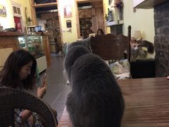 -猫色咖啡·猫咖