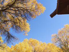 -金塔沙漠胡杨林景区