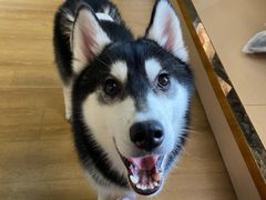 -Husky Go! 哈士奇体验馆·宠物咖啡厅狗咖