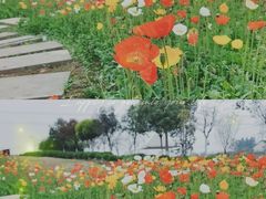 -紫颐香薰山谷景区