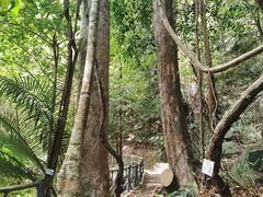 -海南热带雨林国家公园吊罗山景区