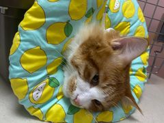 -乖乖宠物医院·猫科·骨科·24小时(云岗分院)