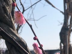 -龙大花卉苗木市场