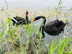 -天津东丽湖风景区