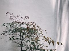 -留园