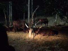 -清迈夜间动物园