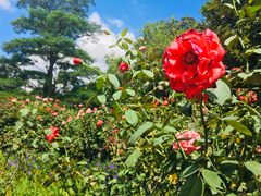 -香蜜公园
