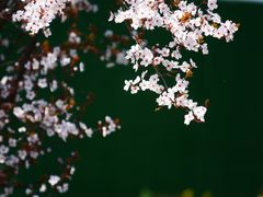 -中国天府农业博览园