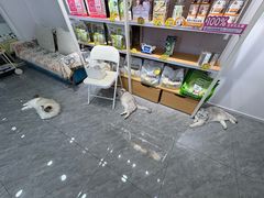 -爱洗澡的猫(望京店)