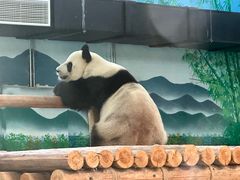 -柳州市动物园