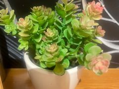 -TIAGO HOME KITCHEN(王府中环店)