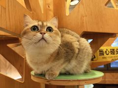 -MOCHA明星猫咖(田子坊店)
