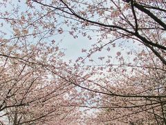 -高东镇樱花园