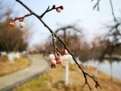 -白塘生态植物园