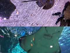 -暹罗海洋世界