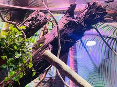 -正佳雨林生态植物园