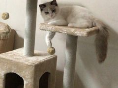 -猫大福·Fortune Cat猫舍(百子湾店)