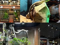 -帕帕拉兹宠物(亚洲旗舰店)