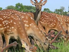 -泉州海丝野生动物世界