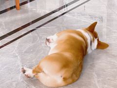 -BABYDOG宝贝狗宠物乐园(欧洲城店)
