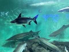 -太平洋海底世界