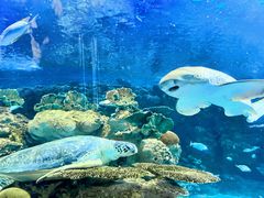 -上海海洋水族馆