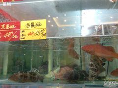 鱼缸-苏先生海鲜渔庄(金桥店)