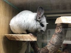 -藦茜花园宠物主题亲子互动体验馆(国顺东路店)