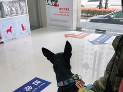 -申普宠物医院·心脏介入·心血管微创(总院)