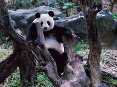 -广州长隆野生动物世界