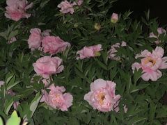 -迎泽公园
