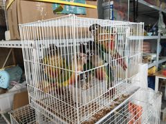 -苏州市皮市街花鸟工艺品市场