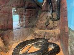 -费瑟代尔野生动物园